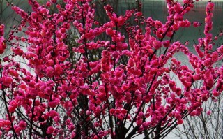梅花嫁接技术视频，梅花嫁接技术视频教程